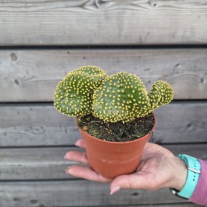 Opuntia microdasys (Opuncia) ´CRISTATA´ - kont. C1L, výška 5-10 cm